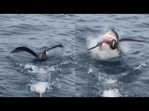 Savage Shark Snatches Bird From Water Surface