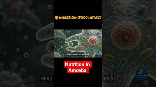 How Amoeba Digests Food? 😳 | Amoeba Digestion Explained in Hindi | Class 10 Biology #shorts #viral