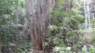 怒塚山でツクツクボウシ 台風12号 H28.9/4