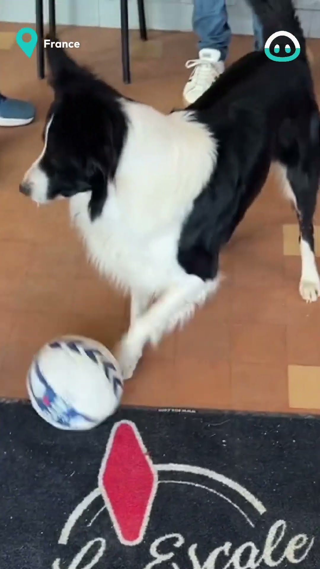 Dog Has Impressive Soccer Skills || ViralHog