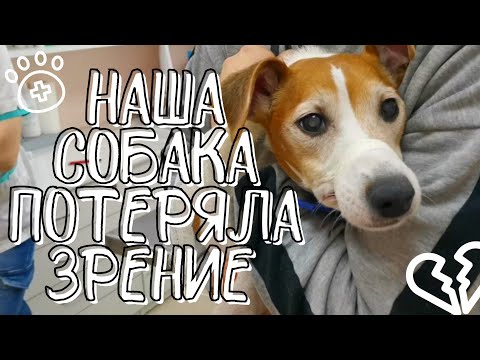 Парсон Рассел Терьер|Собака потеряла зрение