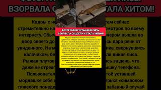 Спящая лиса Диванчик взорвал соцсети дикая лиса смешное видео животные хит #новости #shorts