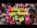 Вейгела цветущая Элвера. Краткий обзор, описание характеристик weigela florida elvera Elvera