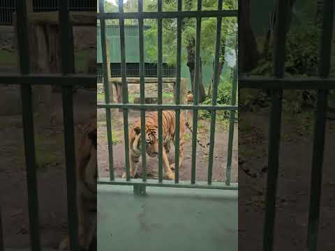 MASYALLAH STRIPED TIGER/HARIMAU BELANG