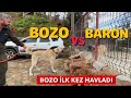 KANGAL BOZO BARON’A DİŞİNİ GÖSTERTİ İLK DEFA HAVLADI