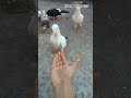 Mashallah ❤️🥰👍 @ uk birds 677 #pigeon #shortsfeed