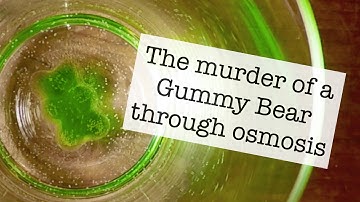 Gummy Bear Osmosis Introduction