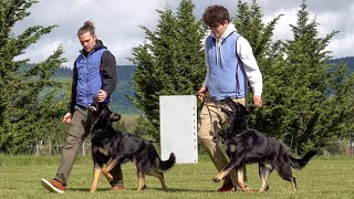 Two Working Dogs, One Perfect Team! by Kraftwerk k9 425 views 1 day ago 2 minutes, 30 seconds