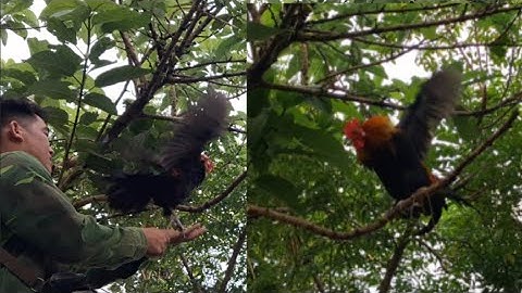 Gà rừng số 1 đập cánh gáy cực hay.tug qaib qus thib 1 ntxuaj ti qua zoo tiag tiag 