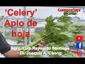 El Celery (apio) en el Huerto