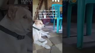 မဖ/ယ်တဲ့အပြင်ကိုမျ/က်စော/င်းနဲ့ကြည့်လိုက်သေးတယ်😂 #trending #youtubeshorts #cute #funny #dog #shorts