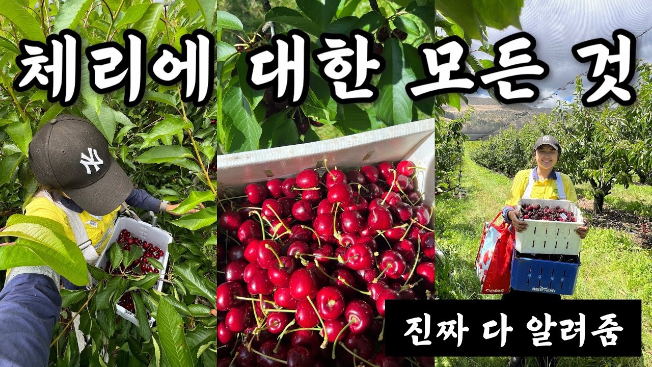 🍒 #4 호주 워홀 직업 후기 | 타즈매니아 체리 농장에 대한 모든 것 _ 체리 시급 대공개