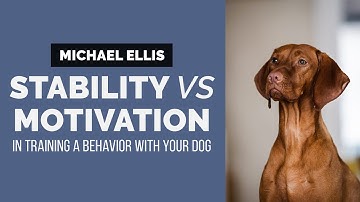 Michael Ellis on Stability VS Motivation in Training a Behavior with Your Dog