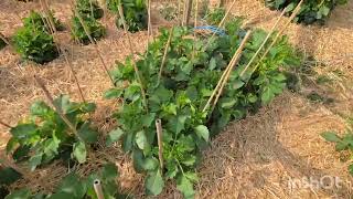Dave Gillam Dahlia Growing 2026. July on the plots.