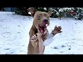 Dogs reacting to first snow  try not to laugh