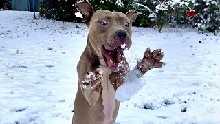 Dogs Reacting to First Snow  Try Not To Laugh