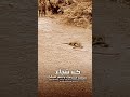 ستوري انستا فخامة 2022 حالات واتساب بدون حقوق مقاطع بدون حقوق   ستوريات مجاهد