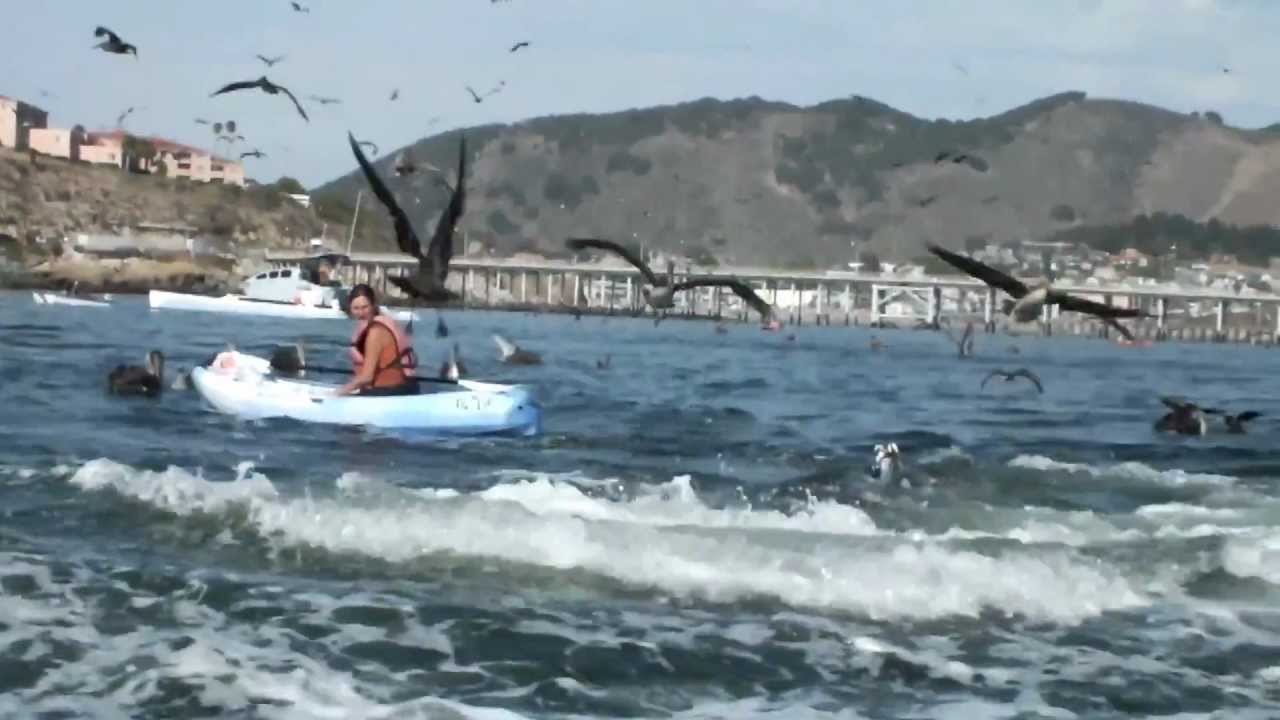 Humpback Whale Almost Kills Women in kayak YouTube