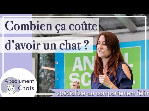 Vidéo: Combien Coûte Un Chaton Britannique ?