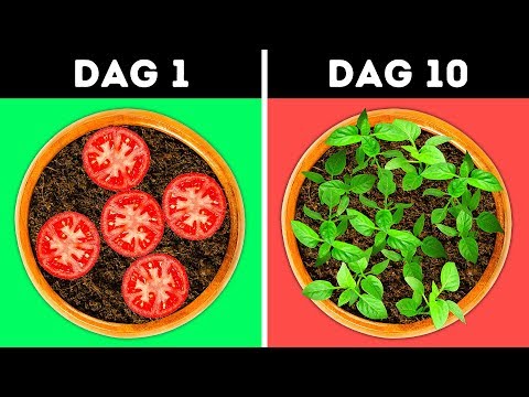 Video: Groeiende Tomatenvariëteiten Met Grote Vruchten