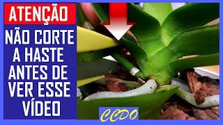 SAIBA DISSO ANTES DE PODAR A HASTE FLORAL DE ORQUIDEA PHALAENOPSIS OU OUTRAS ORQUIDEAS.