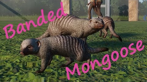 Banded Mongoose by Narwhaler and GiornoPizza - Planet Zoo Mod