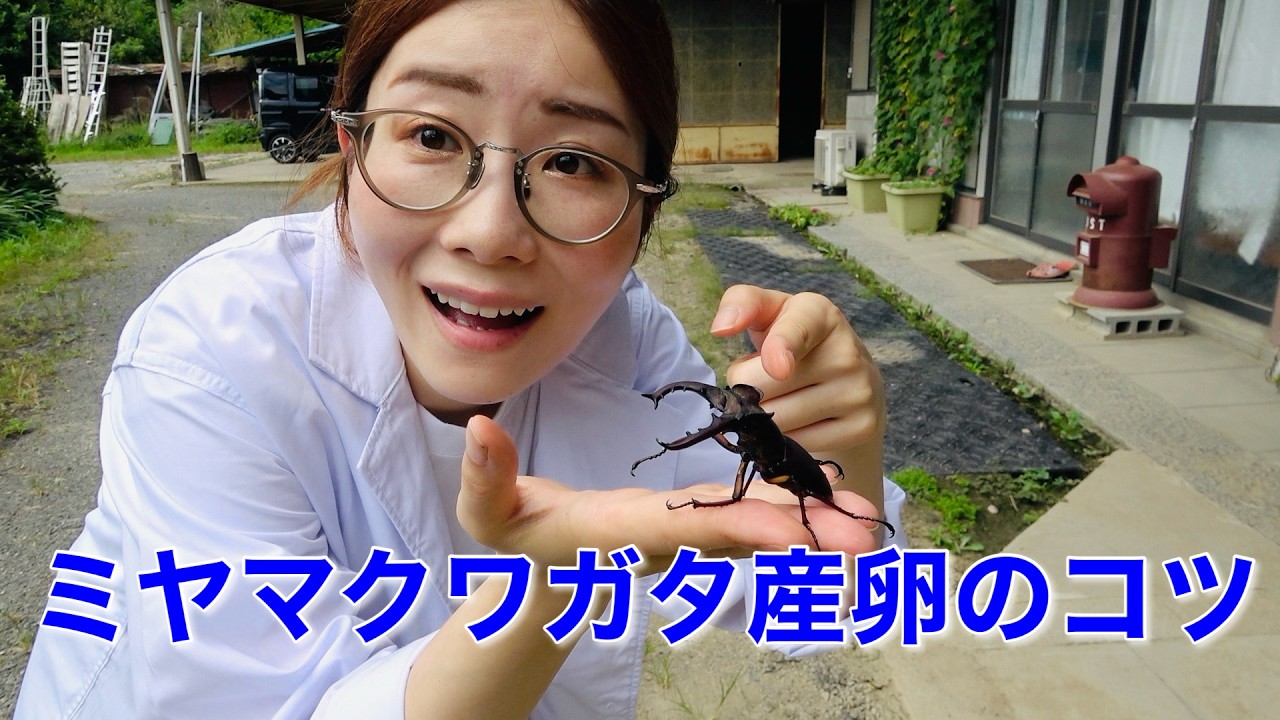 プロが教える！ミヤマクワガタ産卵セット作り方！