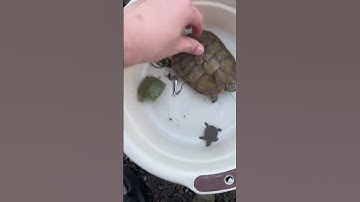 Ra bờ suối bắt rùa và cá