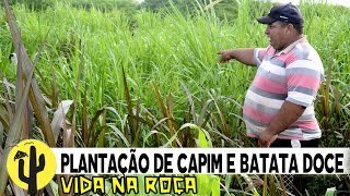[VIDA NA ROÇA] Naldo Vida no Cariri: Plantação de Capim, Batata Doce e Horta Caseira - Parte 03 🌵