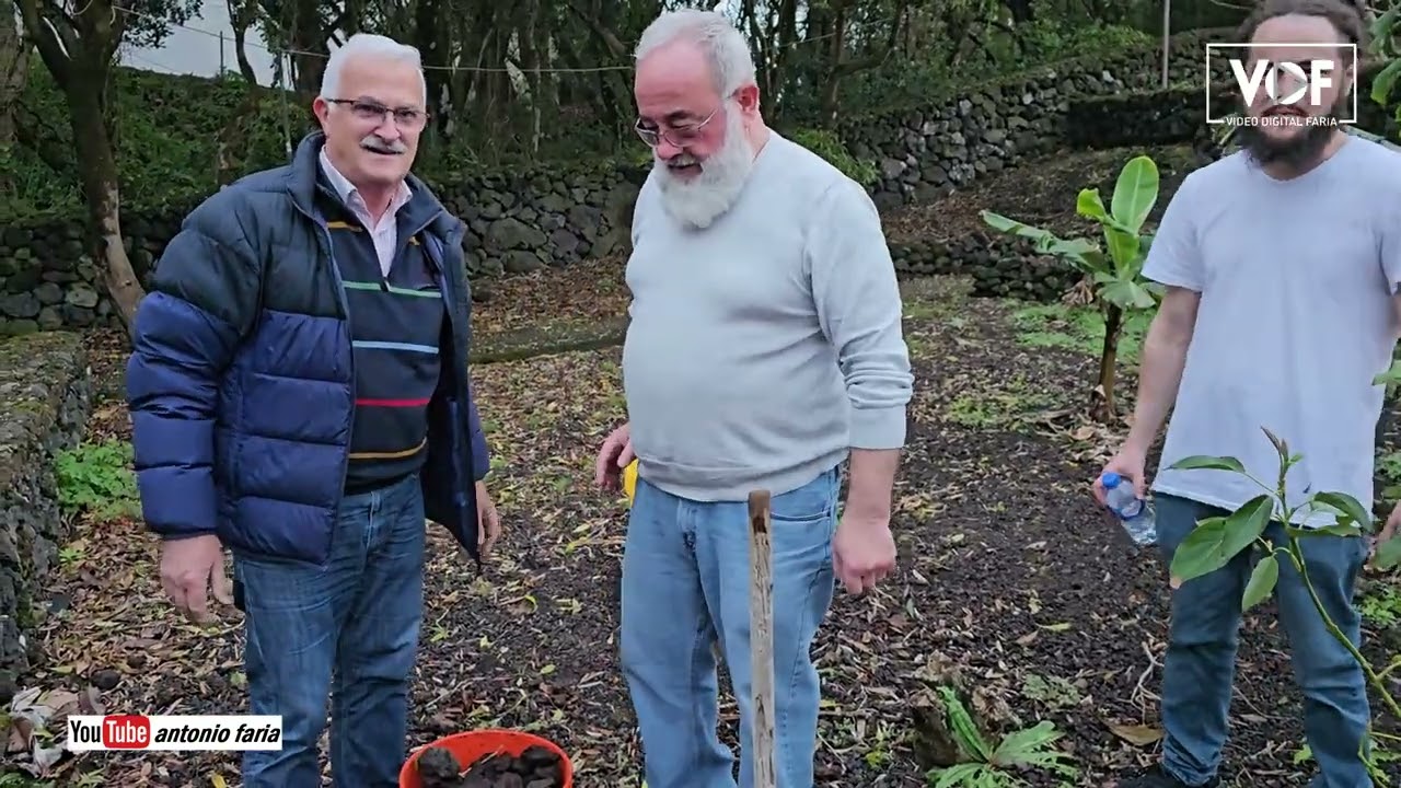 Viagem à Ilha do Faial Plantar Arvores de Fruta