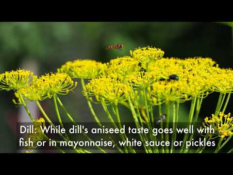 Video: Sådan dyrker du en iøjnefaldende spiselig blomsterhave