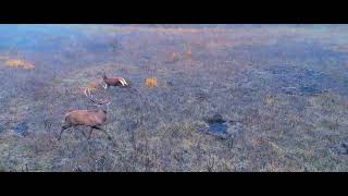 Deer run through the fields