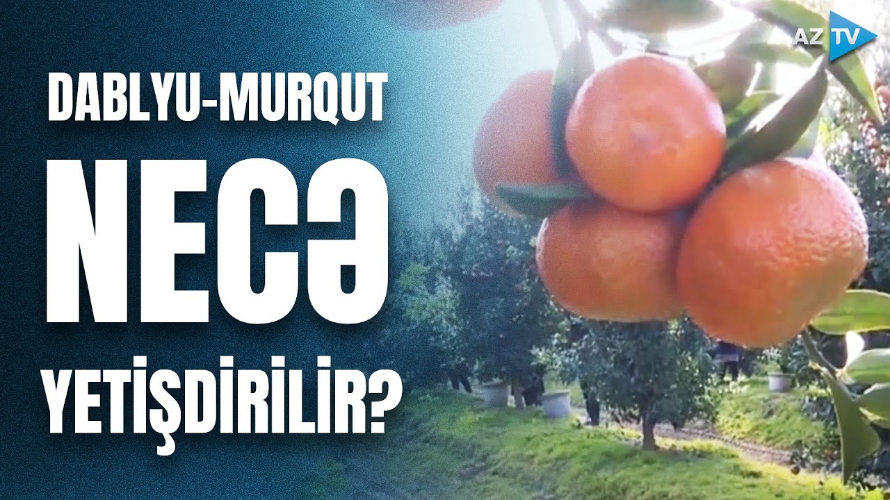 Qışda yetişən qeyri adi sitrus meyvəsi – LƏNKƏRANDAN REPORTAJ