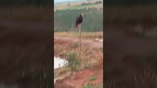 Olha O Que Consegui Filmar Hoje