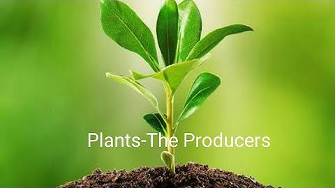 Plants-The Producers