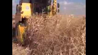 Mısır Rekoltesi Gap Çiftçisinin Yüzünü Güldürdü