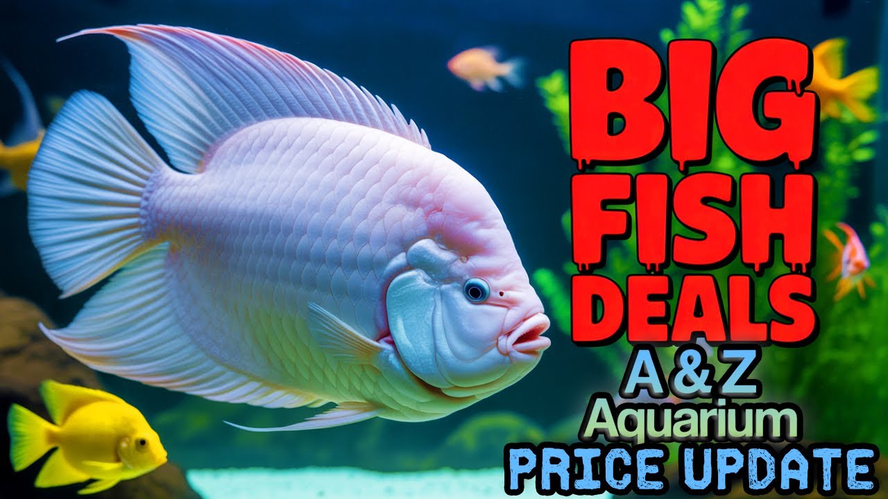 2025 Monster Fish Update at A&Z Aquarium Point 🐠 | Giant Gourami & Stunning Flowerhorns