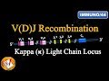 VDJ Recombination (PART 1) - Ig Light chain locus (FL-Immuno/44)