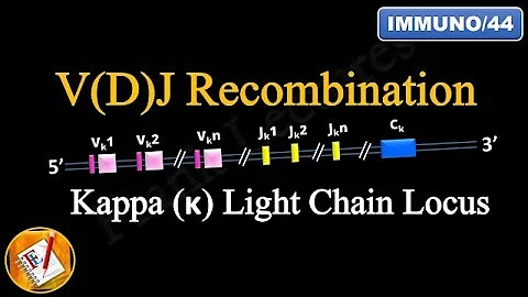 VDJ Recombination (PART 1) - Ig Light chain locus (FL-Immuno/44)