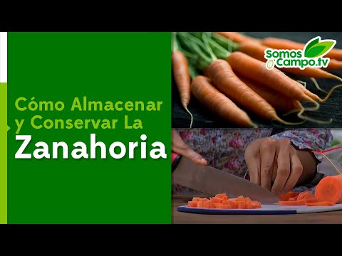 Video: Cómo Almacenar Zanahorias En La Bodega