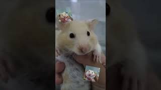 bro.. my hemmers is so sad🤪🇰🇭