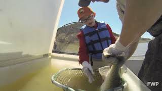 Walleye Spawn