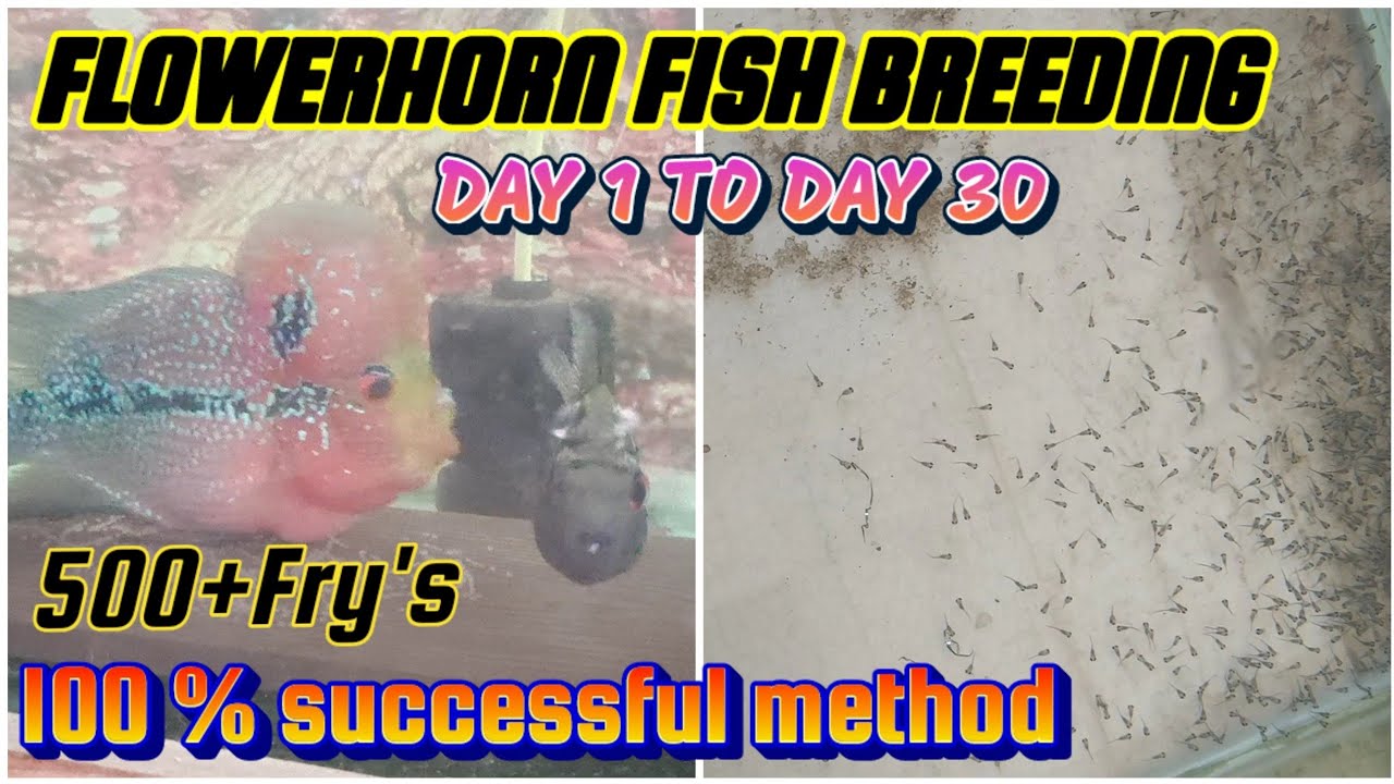 Flowerhorn Breeding at home (Tamil)-successful tips 