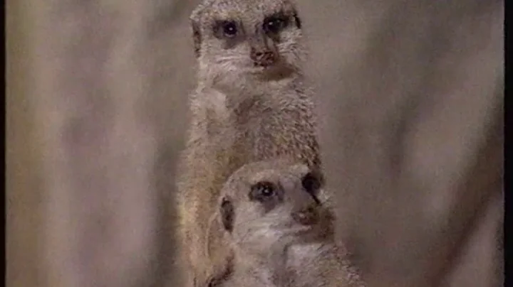 Klub pana Rysia - czołówka