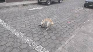 A brave dog rescues a cat from being run over/Un perro valiente rescata un gato de calle