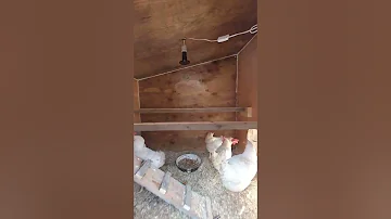 Курятник на 10 кур несушек. Зимний вариант.