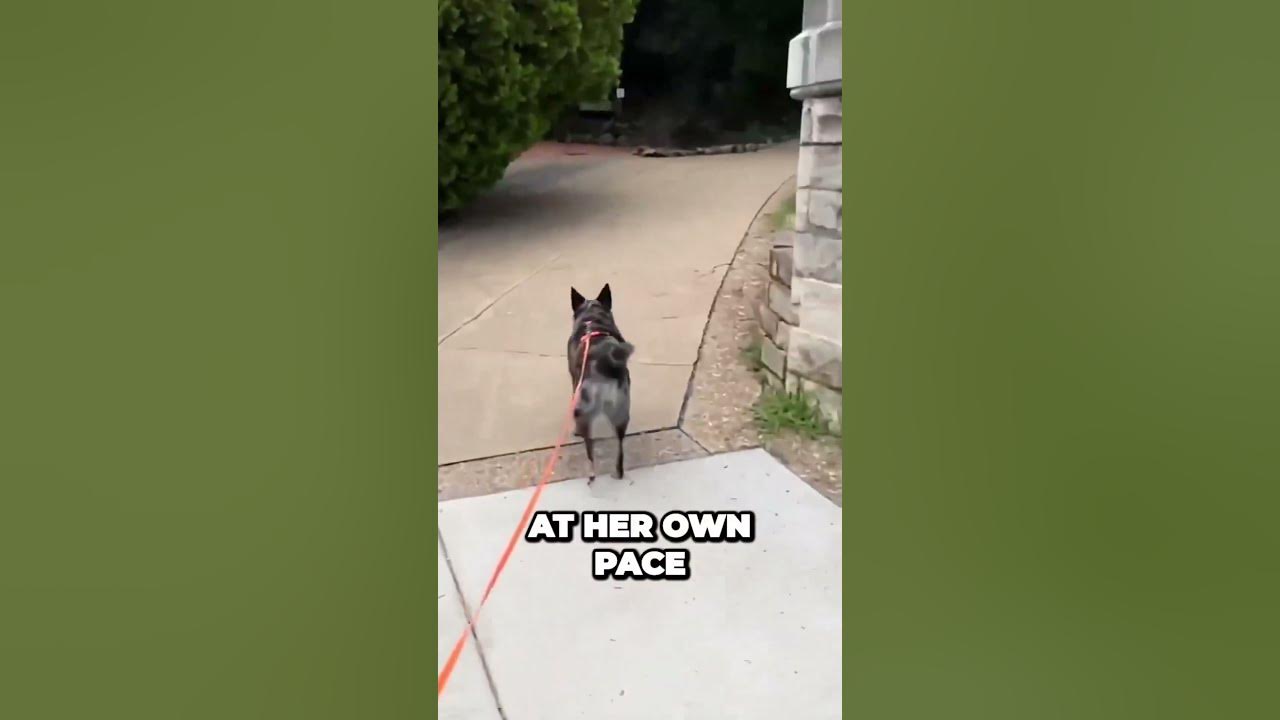 service-dog-rules-on-duty-vs-off-duty-youtube
