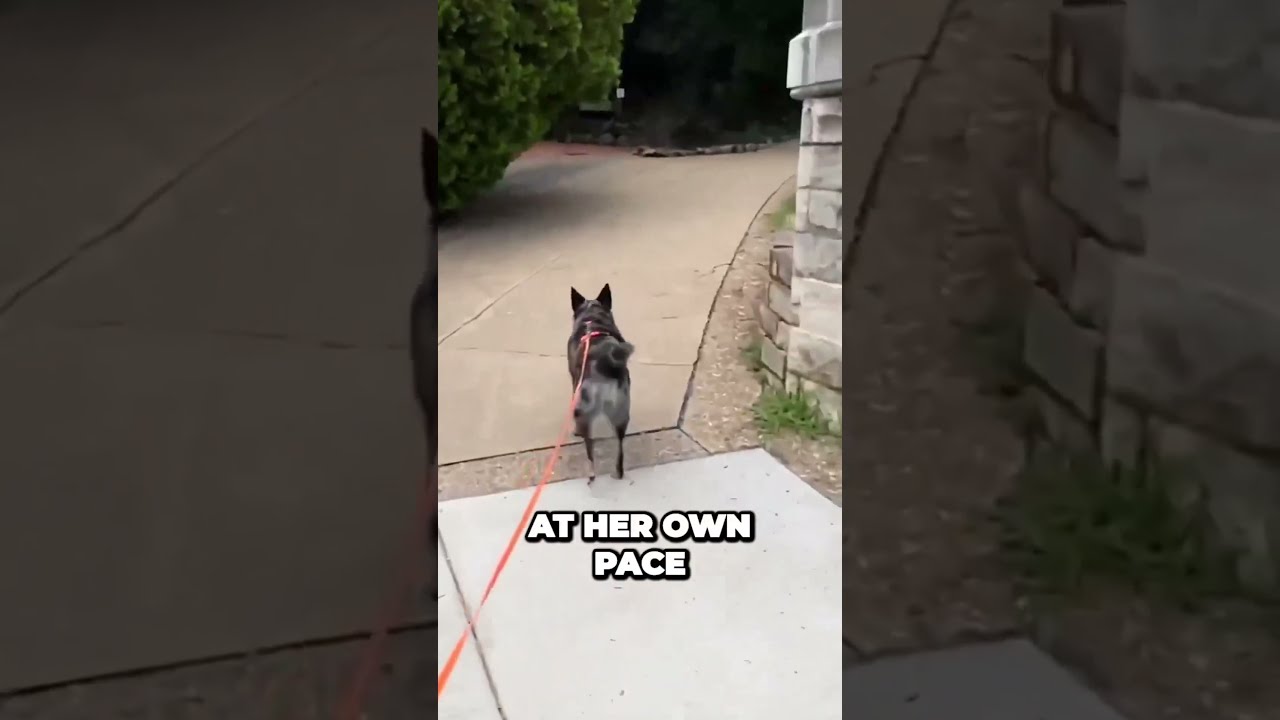 Service Dog Rules On Duty Vs Off Duty YouTube Service Dog Rules On Duty Vs Off Duty YouTube