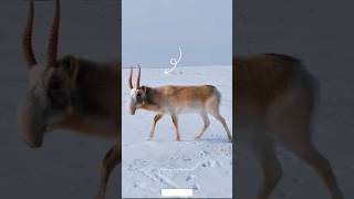 Ice Age నుంచి ఇప్పటికీ బ్రతికే జంతువు! 😲🦌#animals #education #science #animalbehavior #shorts #viral