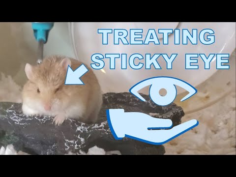 Treating a Hamster&rsquo;s Sticky Eye at Home